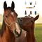 Horsemed ízületvédő gél lovaknak