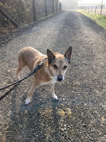 Poppy, 11 éves ivartalanított idős hölgy