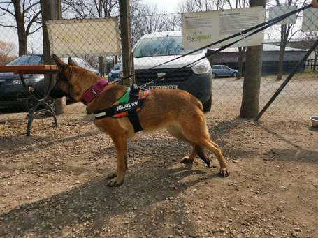 Kira, 3 éves, 61 cm magas, szuka