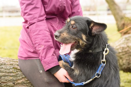 Borzas, két éves, kan