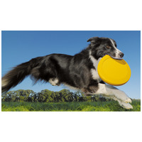 Belcando Adult Active #8