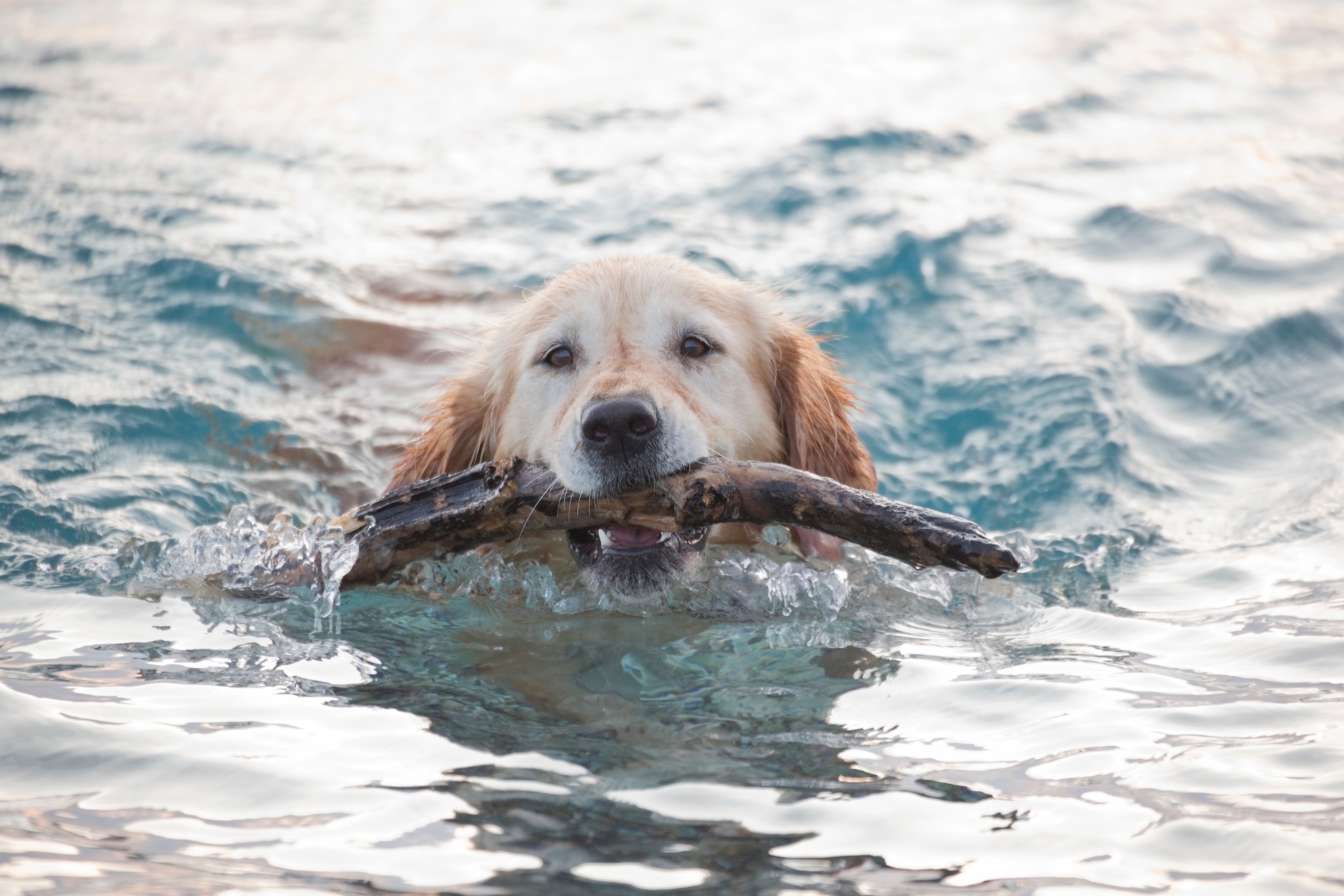 Golden retriever înoată cu un lemn în gură