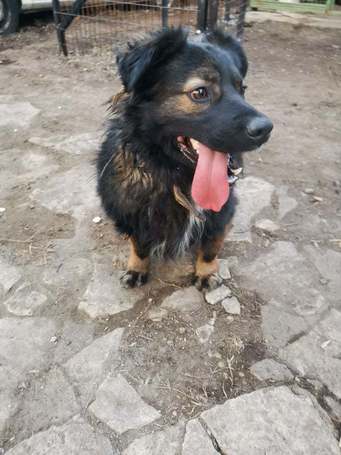 Franco, 3 éves, 41 cm magas, hosszú szőrű kan