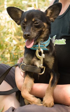 Gézu, egy éves, kan