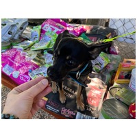 Gézu, egy éves, kan #8