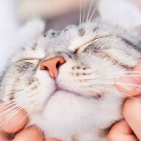 Vitakraft termékek macskáknak