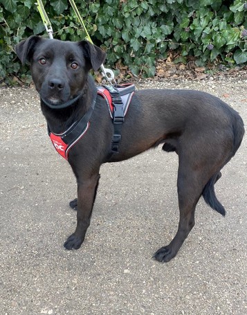 Fido, 1 éves, közepes testű, kan