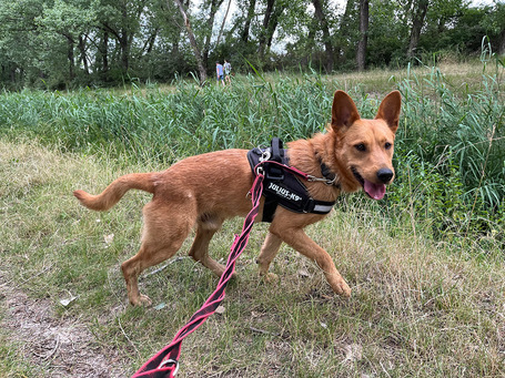 Titusz, 1 éves, 50 cm magas, kan