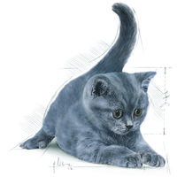 Royal Canin British Shorthair Kitten - Brit rövidszőrű kölyök macska száraz táp #11