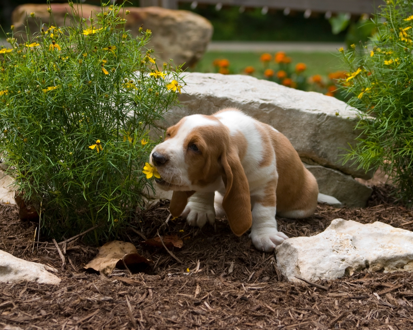 Basset hound baby kutya