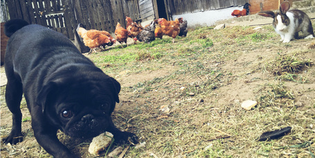 Egy kedves, röfögő szőrgolyó: a mopsz