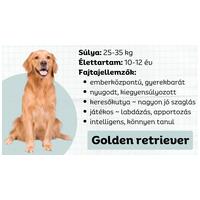 A golden retriever - A skót nemes