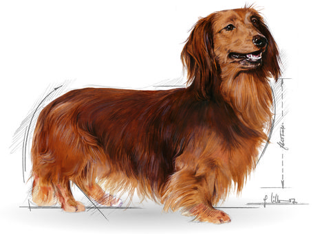 Royal Canin Dachshund Adult - Tacskó felnőtt kutya száraz táp