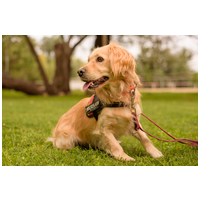 Railey, két éves, kan #7