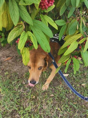 Misi, ivartalanított kan