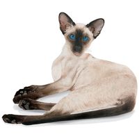 Royal Canin Siamese Adult - Sziámi felnőtt macska száraz táp #9