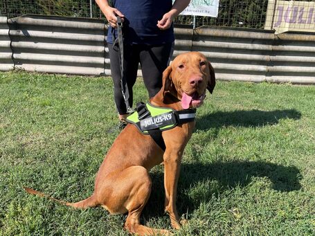 Bingo, két éves, kan