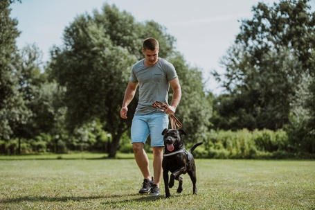 Milo, 3 éves, 53 cm magas,  labrador-bull keverék, kan