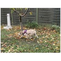 Szöszi, 5 éves ivartalanított lányka #8