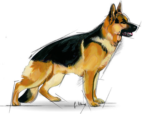 Royal Canin Maxi Adult