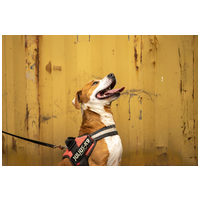 Hádész, 9 éves, 50 cm magas, kan #3