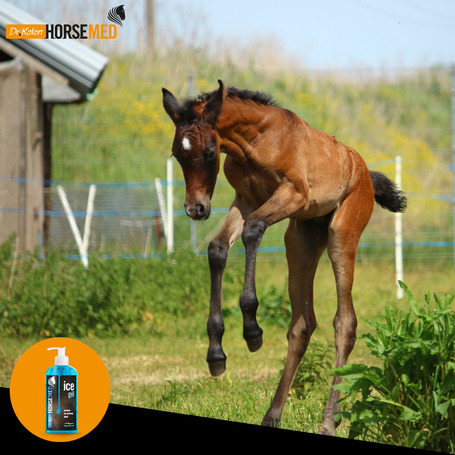Horsemed Ice Gél gyógyhatású jéggél lovaknak