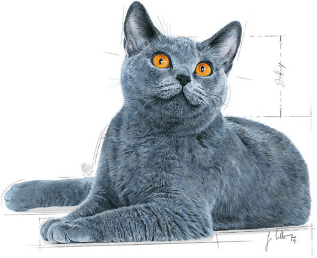 Royal Canin Dental Care - Száraz táp felnőtt macskák részére a fogkőképződés csökkentéséért