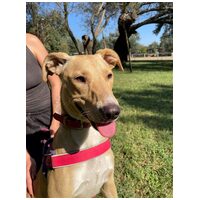 Szöszi, egy éves, szuka #5