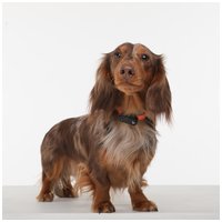 Tickless Mini Dog USB ultrahangos kullancs- és bolhariasztó kutyáknak #2