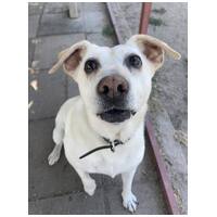 Amy, ivartalanított szuka kutyus #13