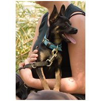 Gézu, egy éves, kan #6