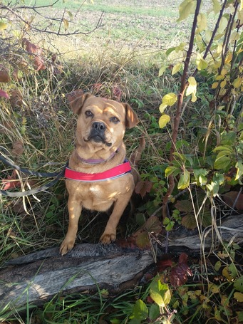 Mochi, 2 éves ivartalanított szuka