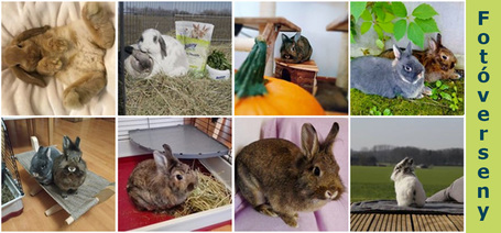 Fotóverseny: Sztárpalánták - úton a hírnév felé a bunnyNature-rel!