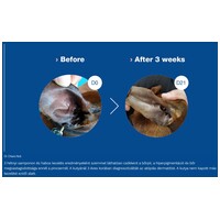 Douxo S3 Calm sampon kutyáknak és macskáknak #3