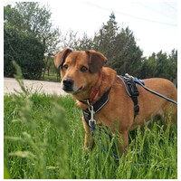 Misi, ivartalanított kan #21