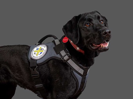 Yutipet RnD párnázott biztonsági kutyahám (Kék)