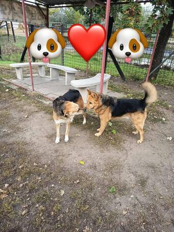 Sally, 5 éves ivartalanított szuka