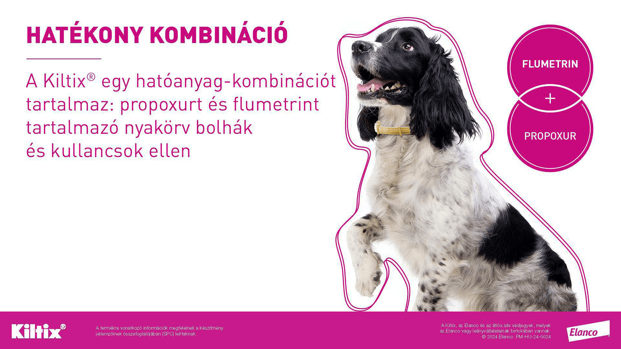 Zgardă Kiltix - zoom