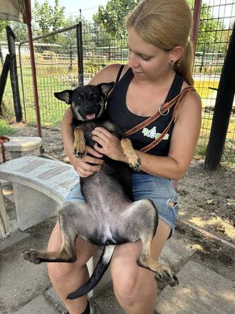 Robin, ivartalanított lányka gazdit keres