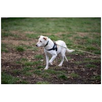 Odett, árva leány kutya #5