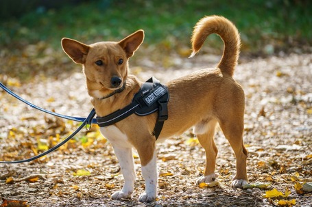 Chino, 7 hónapos keverék kisfiú