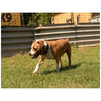 Hádész, 9 éves, 50 cm magas, kan #12