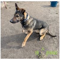 Kajla, 4 éves, 65 cm magas, kan #13