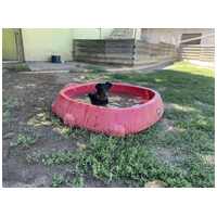 Prézli, 3 éves ivartalanított kan #2