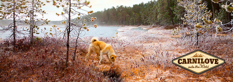 CarniLove Adult Salmon | Szuperprémium lazacos táp felnőtt kutyáknak