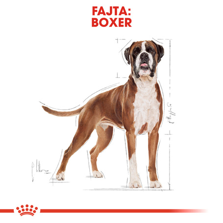 Royal Canin Boxer Adult - Boxer felnőtt kutya száraz táp