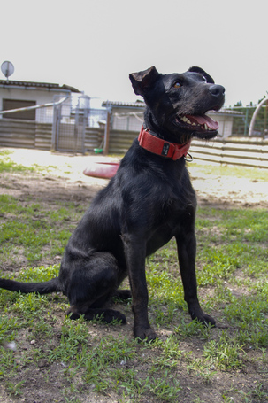 Lilien kutyus gazdit keres