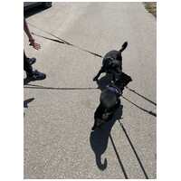 Robin, ivartalanított lányka gazdit keres #12