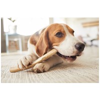 Fella kávéfa rágóbot #4