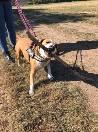 Hádész, 9 éves, 50 cm magas, kan